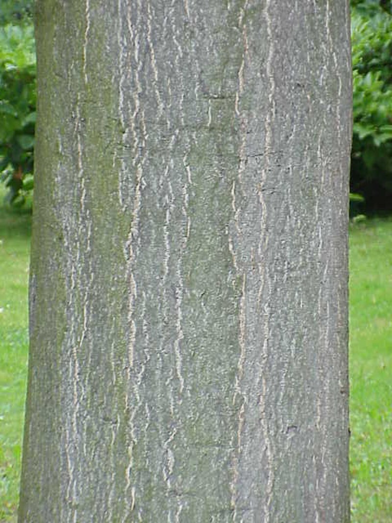 Tree Of Heaven photo 6