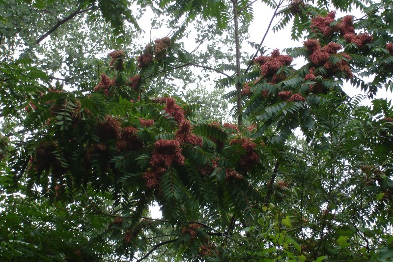 Tree Of Heaven photo 7