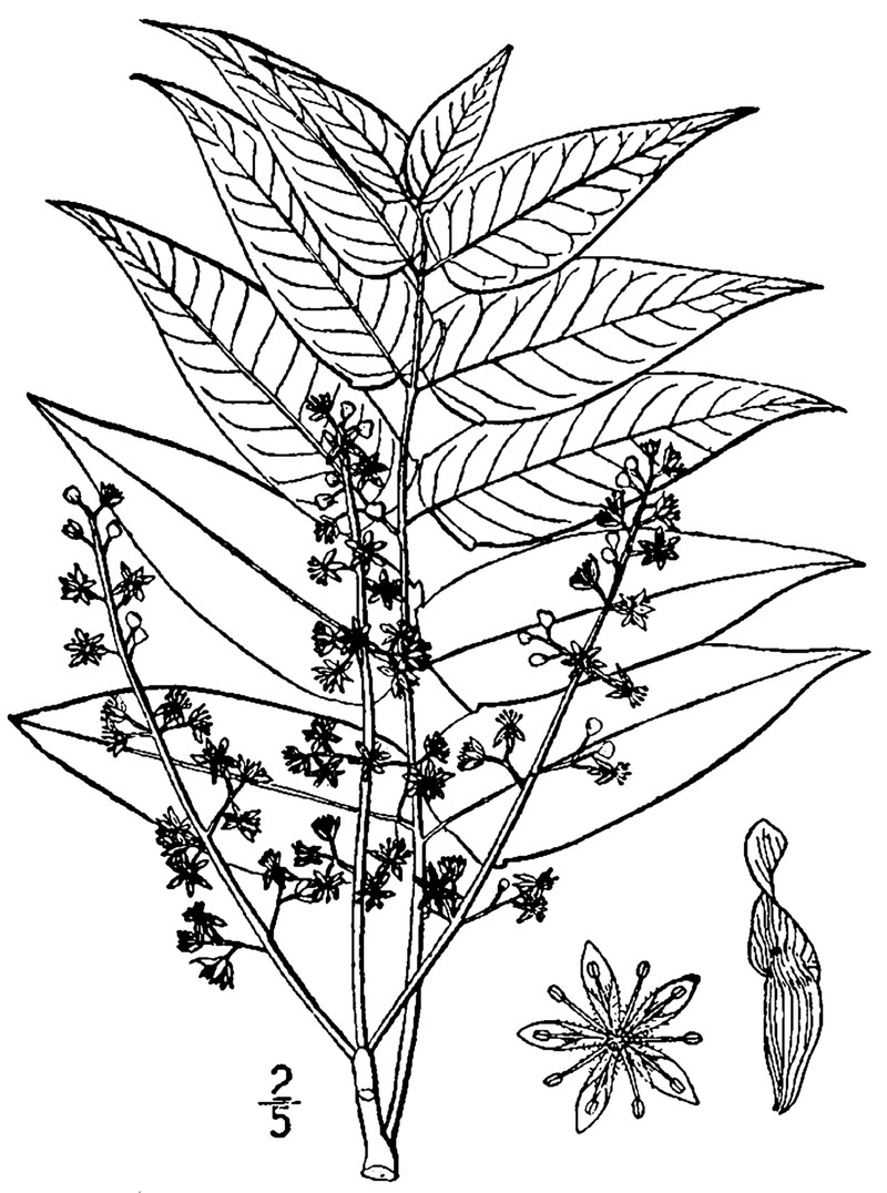 Tree Of Heaven photo 8