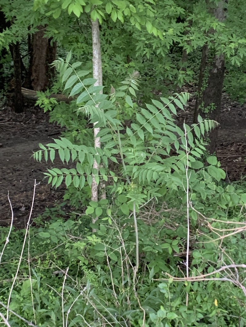 Ailanthus altissima var. altissima