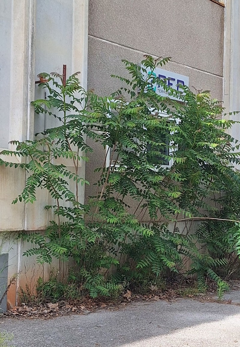 Ailanthus altissima var. altissima photo 3