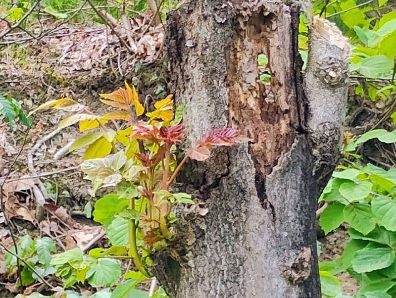 Ailanthus altissima var. altissima photo 4