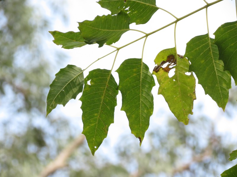 Ailanthus excelsa photo 2