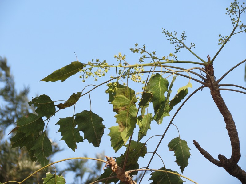 Ailanthus excelsa photo 3