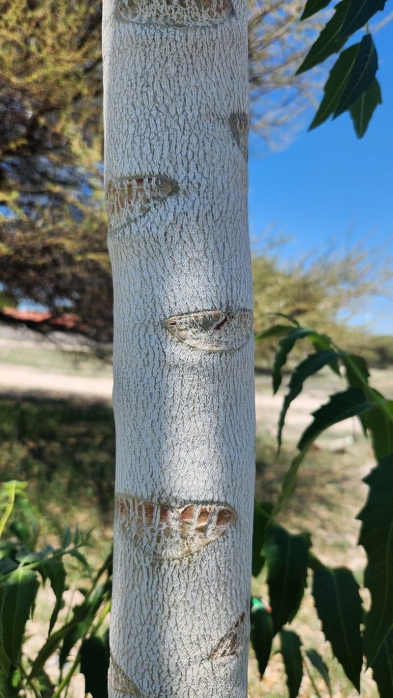 Ailanthus excelsa photo 4