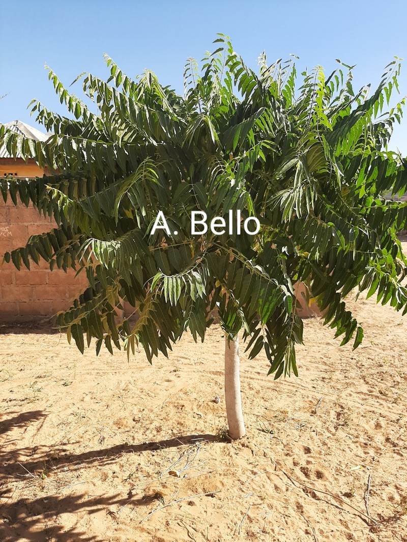 Ailanthus excelsa photo 5