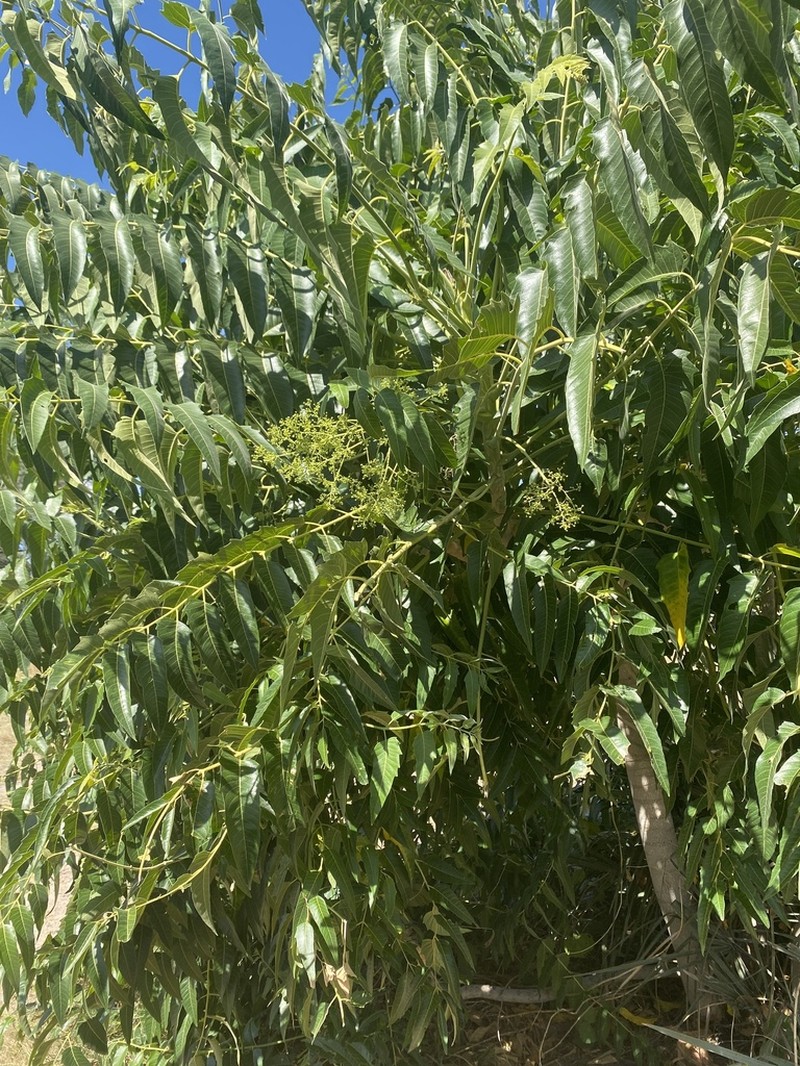 Ailanthus excelsa photo 6