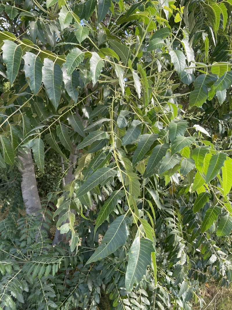 Ailanthus excelsa photo 7