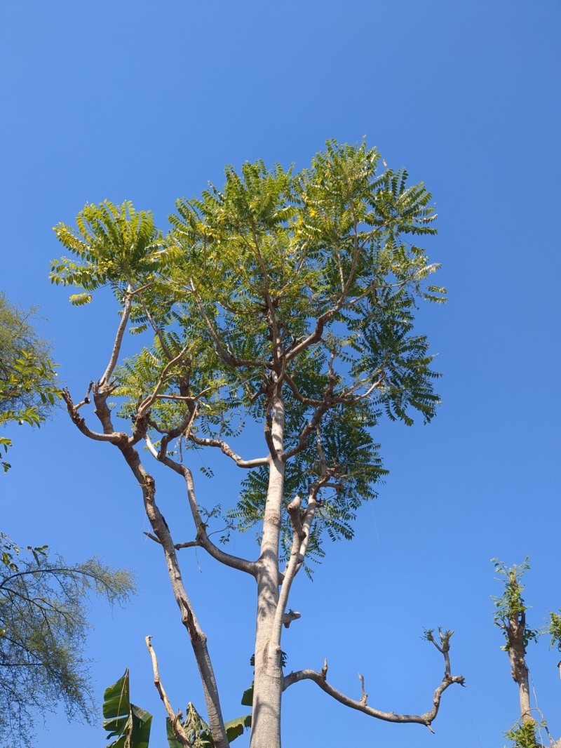 Ailanthus excelsa photo 8
