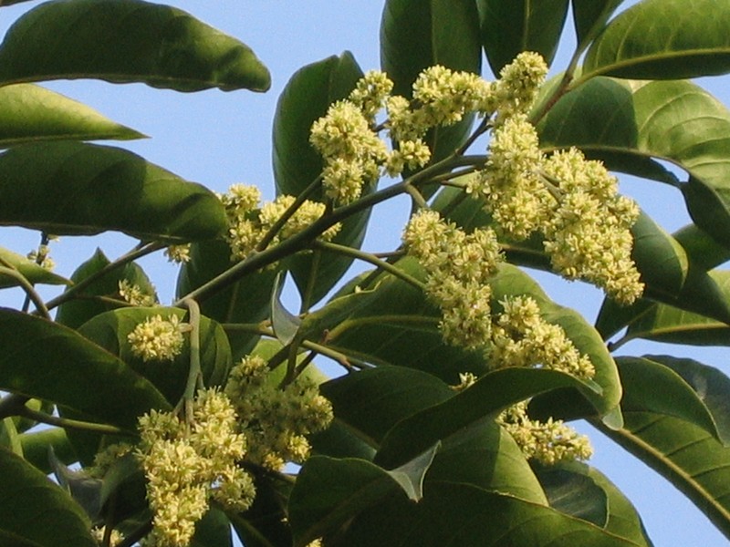 Ailanthus fordii