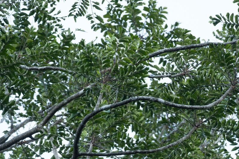 Ailanthus fordii photo 2