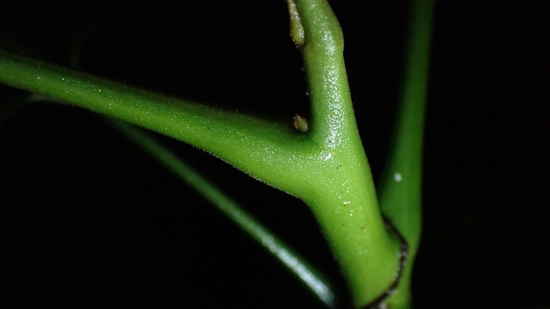 Ailanthus fordii photo 3