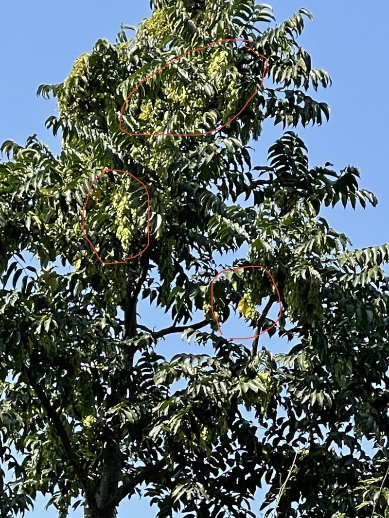 Ailanthus fordii photo 4