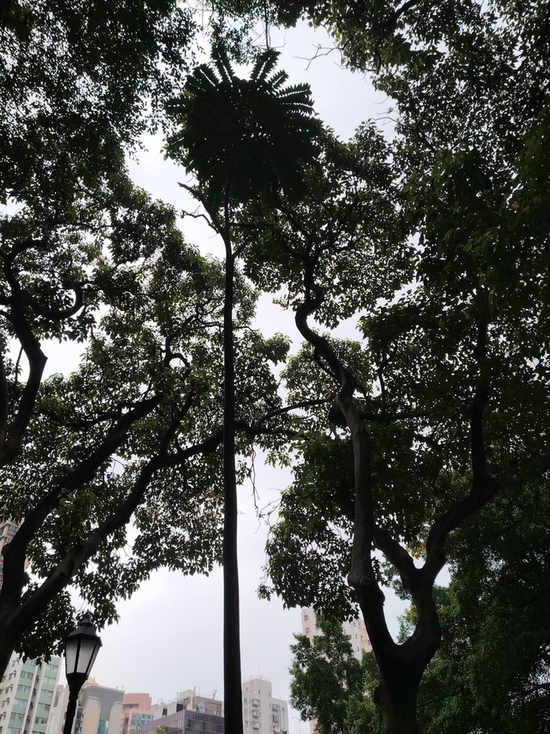 Ailanthus fordii photo 5