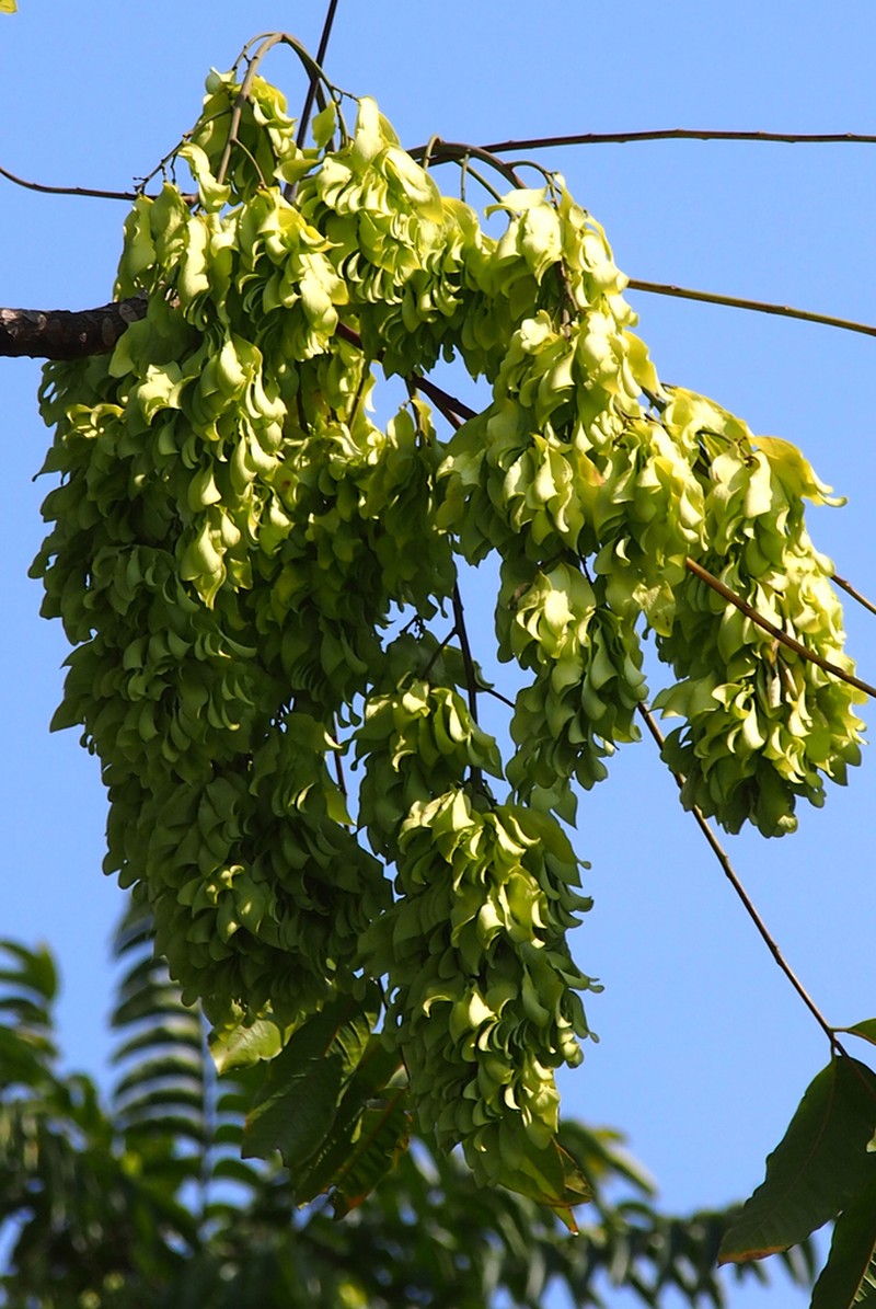 Ailanthus fordii photo 6