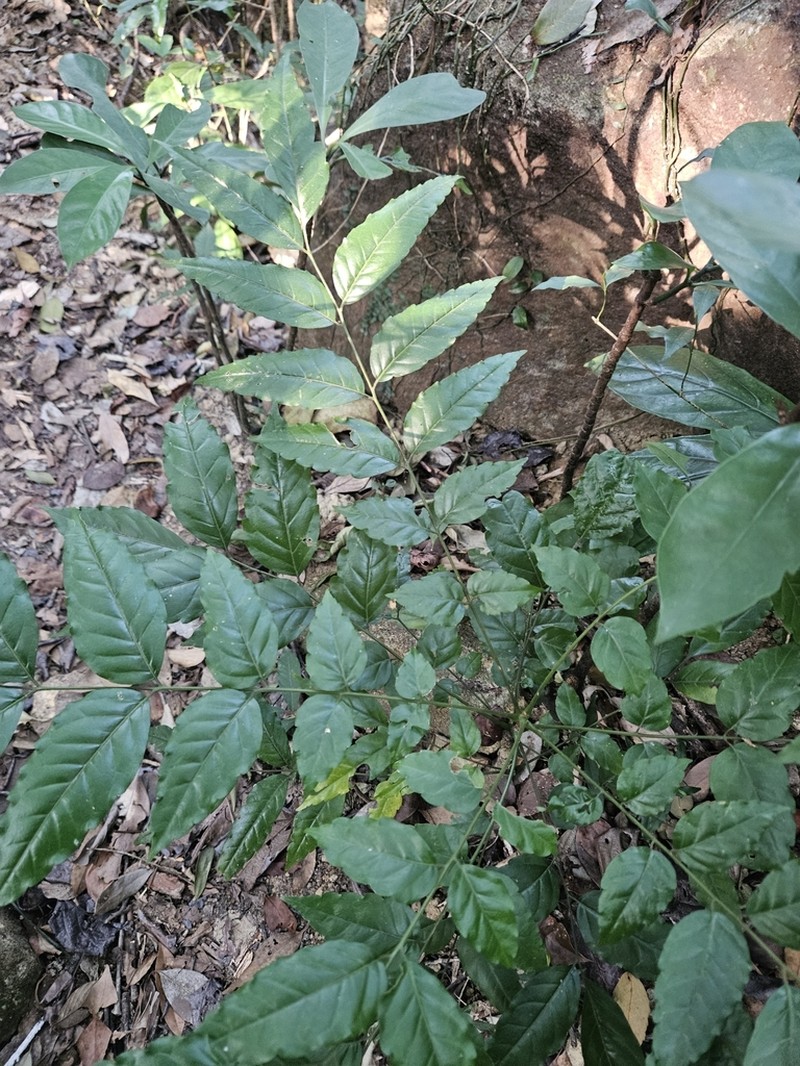 Ailanthus fordii photo 7