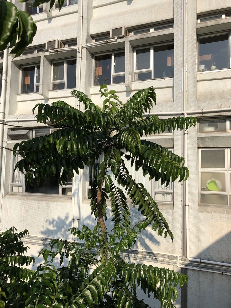 Ailanthus fordii photo 8