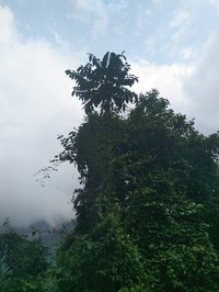 Ailanthus integrifolia