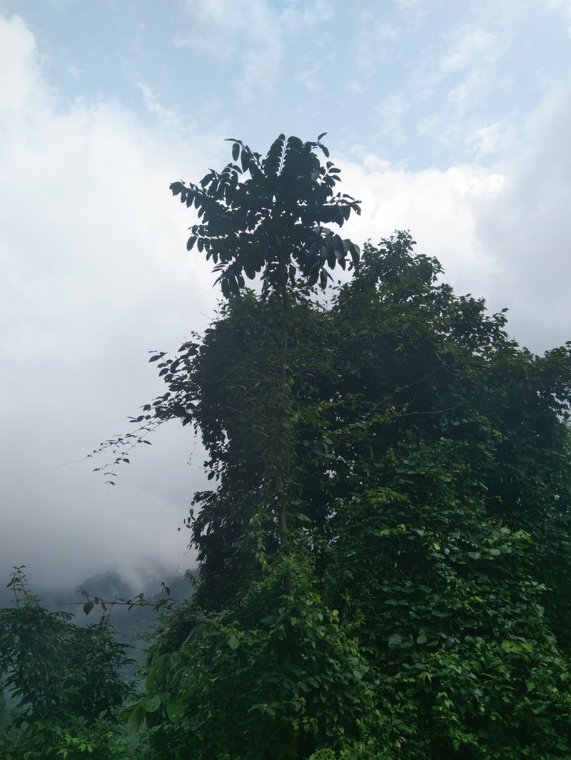 Ailanthus integrifolia
