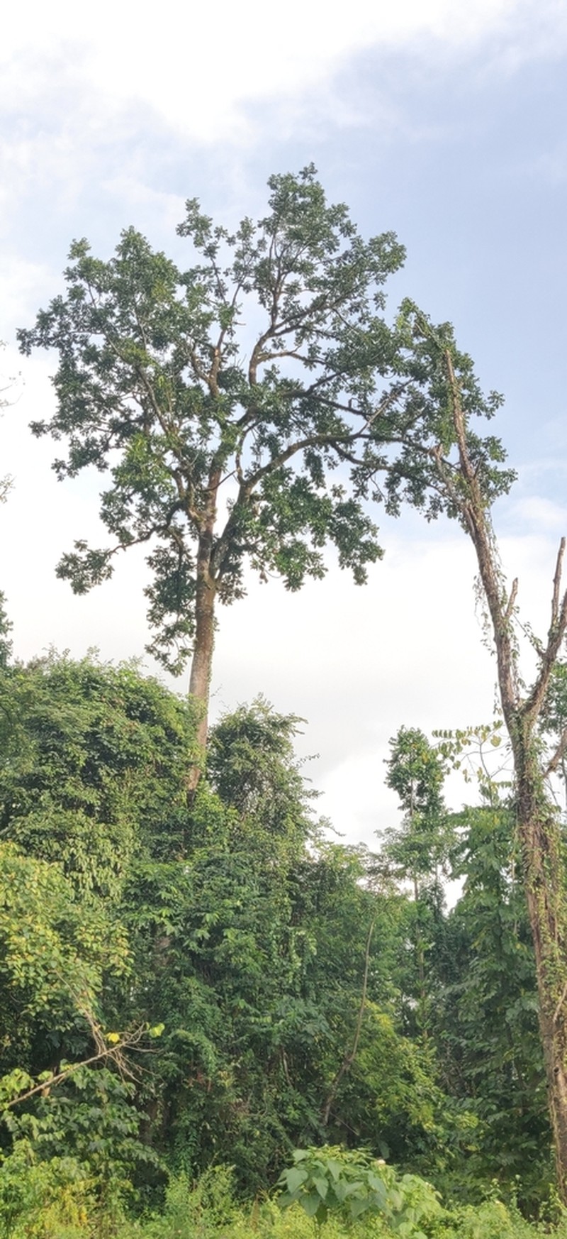 Ailanthus integrifolia photo 2