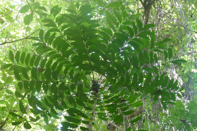 Ailanthus integrifolia photo 3