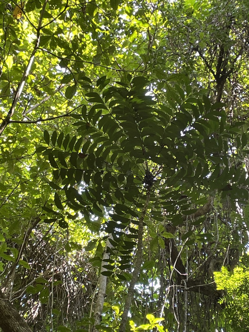Ailanthus integrifolia photo 4