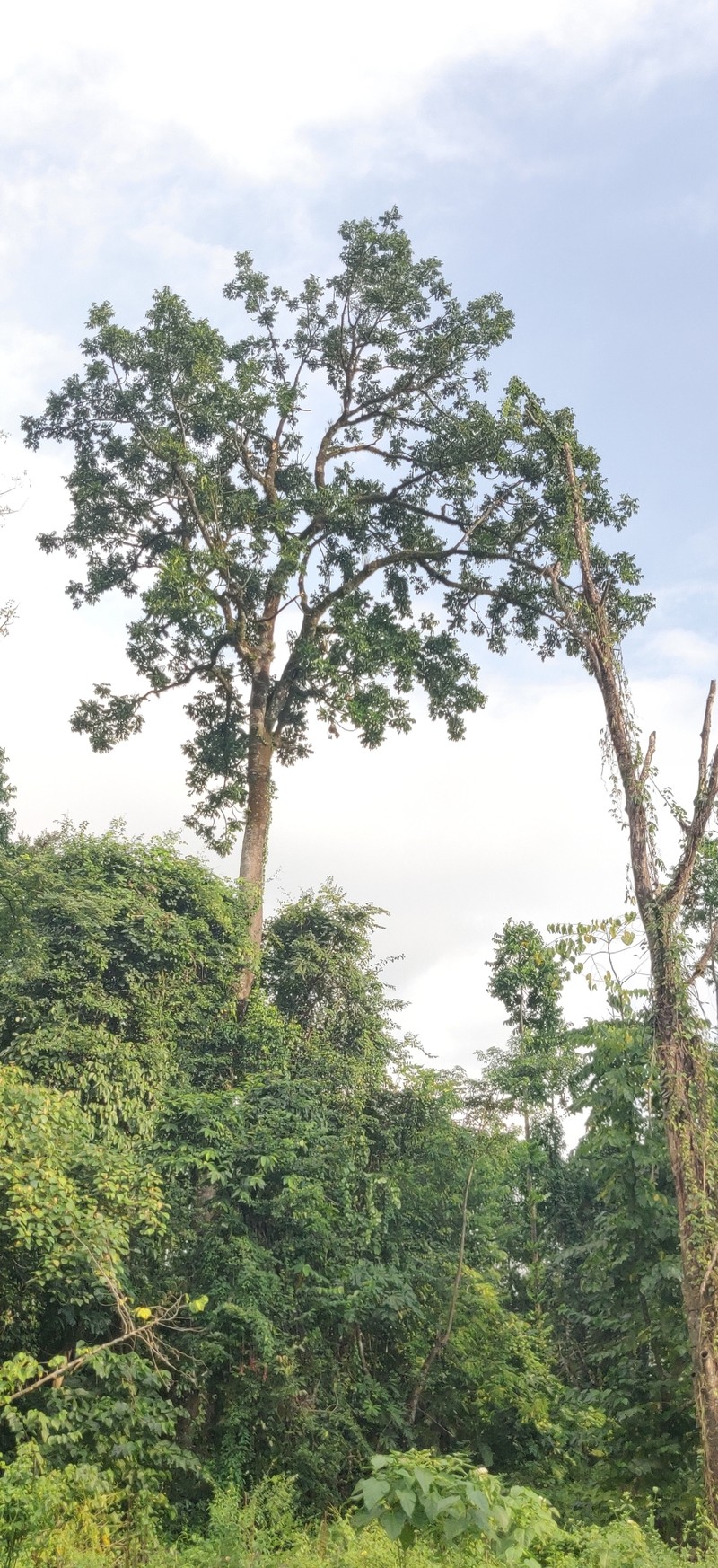 Ailanthus integrifolia photo 5