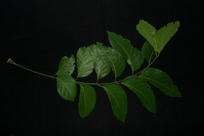 Ailanthus integrifolia photo 6