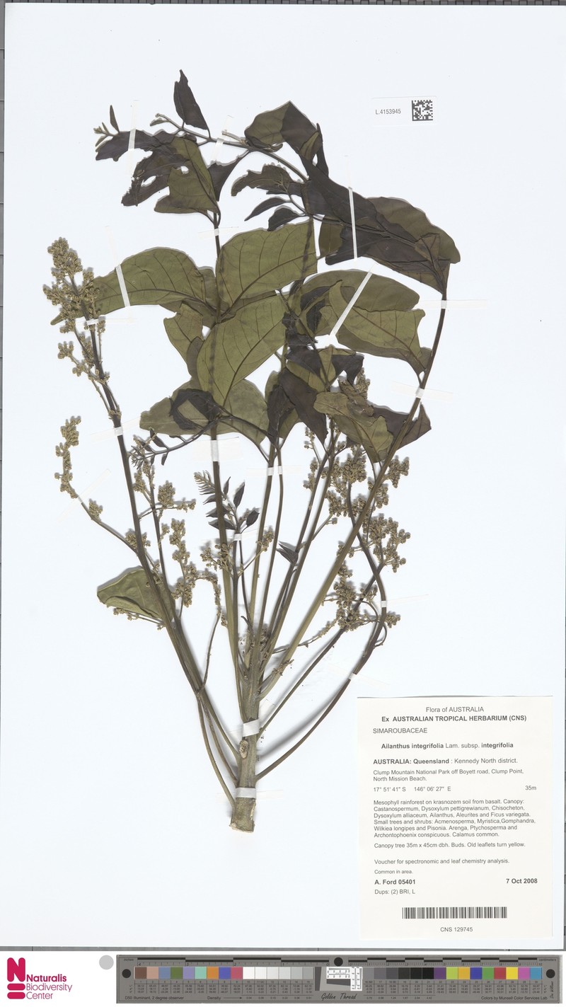 Ailanthus integrifolia subsp. integrifolia