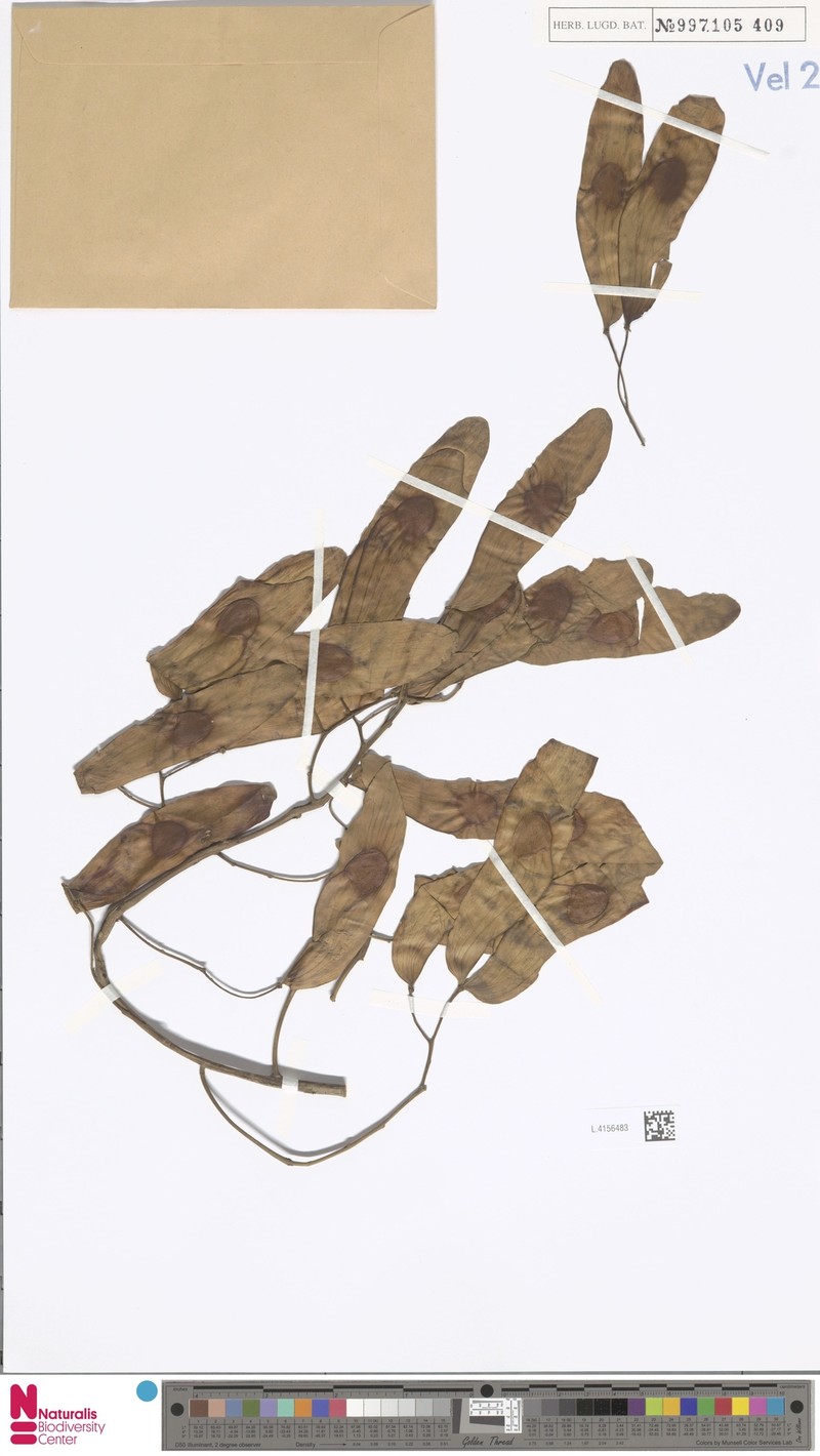 Ailanthus integrifolia subsp. integrifolia photo 2
