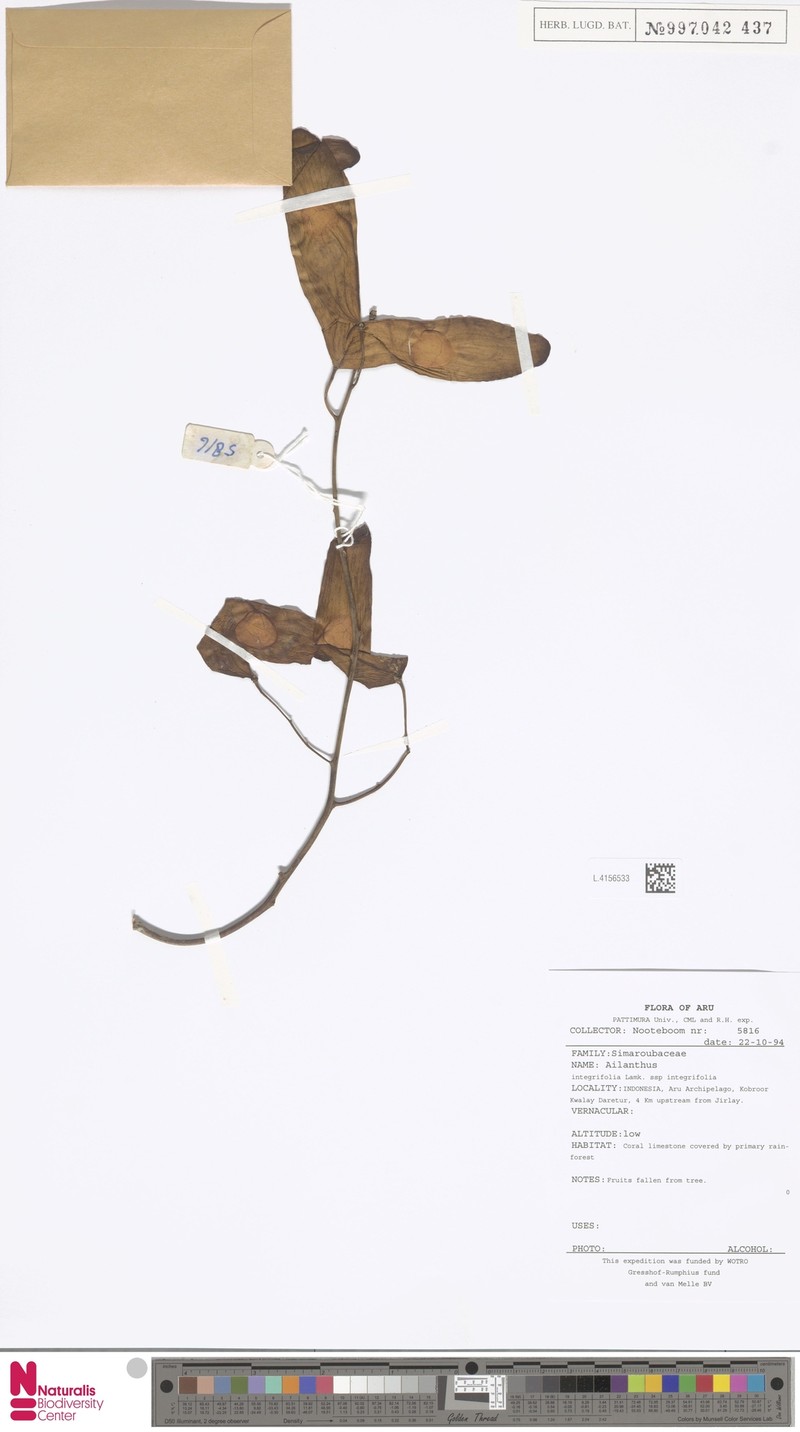 Ailanthus integrifolia subsp. integrifolia photo 3