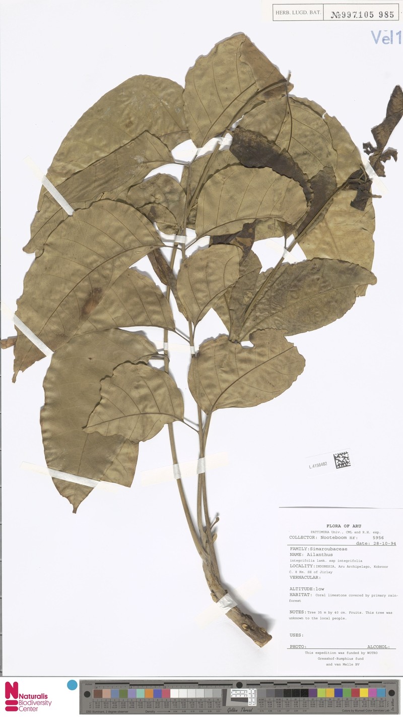 Ailanthus integrifolia subsp. integrifolia photo 4