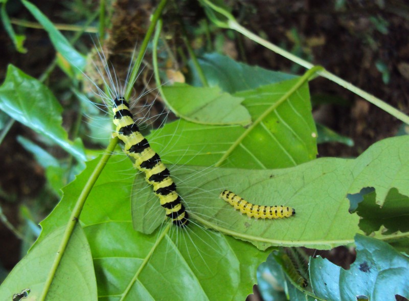 Ailanthus triphysa photo 2
