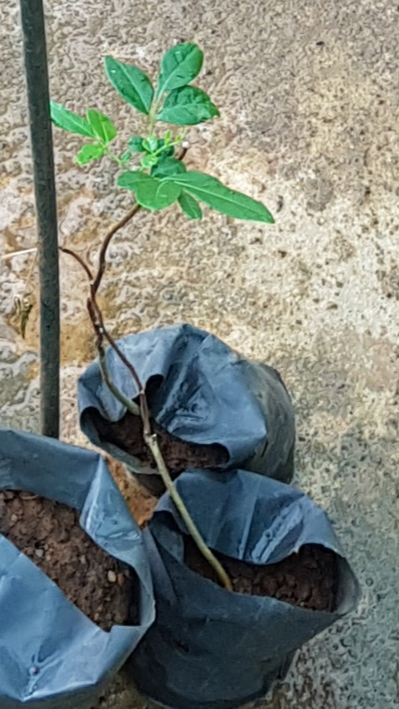 Ailanthus triphysa photo 3