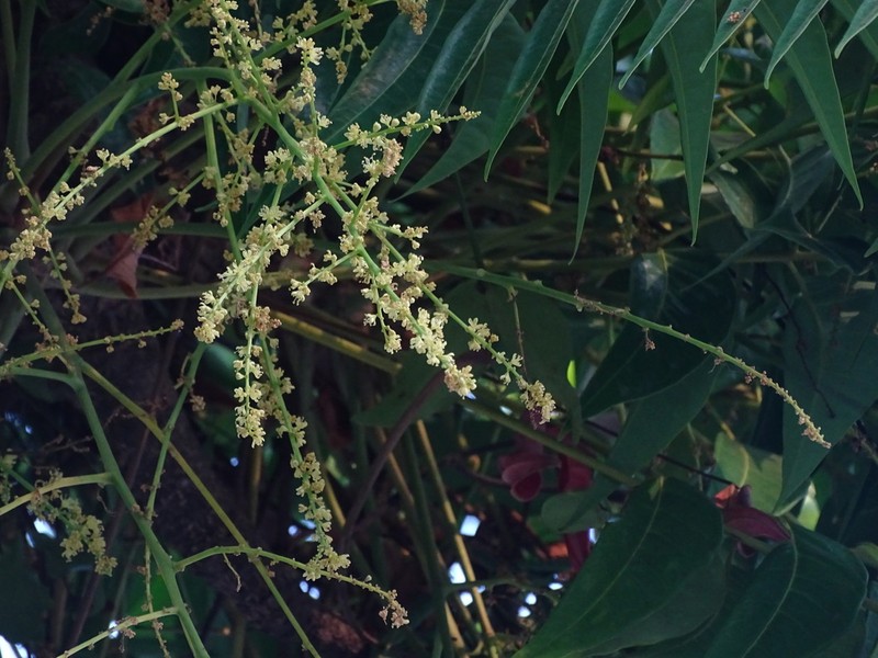 Ailanthus triphysa photo 4
