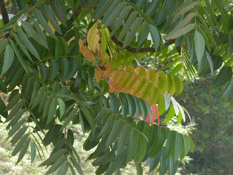 Ailanthus triphysa photo 5