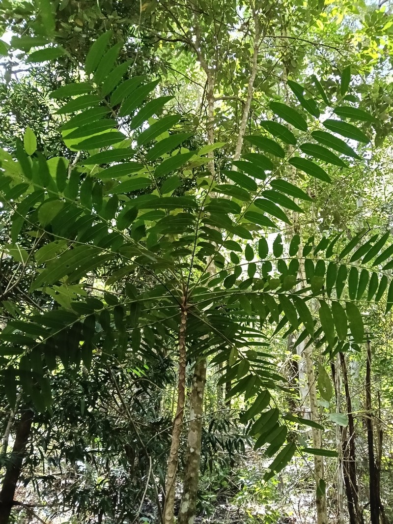 Ailanthus triphysa photo 6