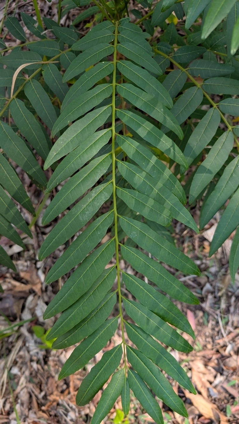 Ailanthus triphysa photo 7