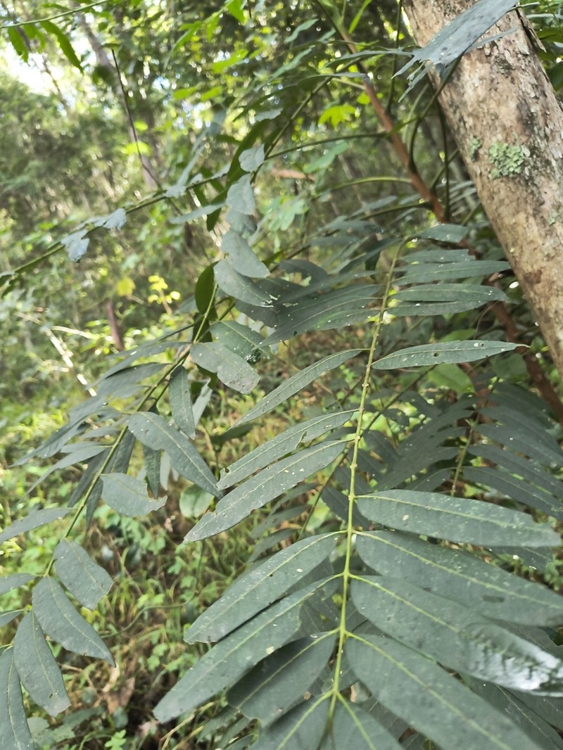 Ailanthus triphysa photo 8