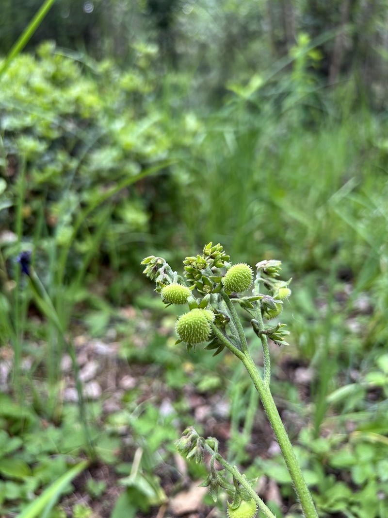 Ailuroglossum triste