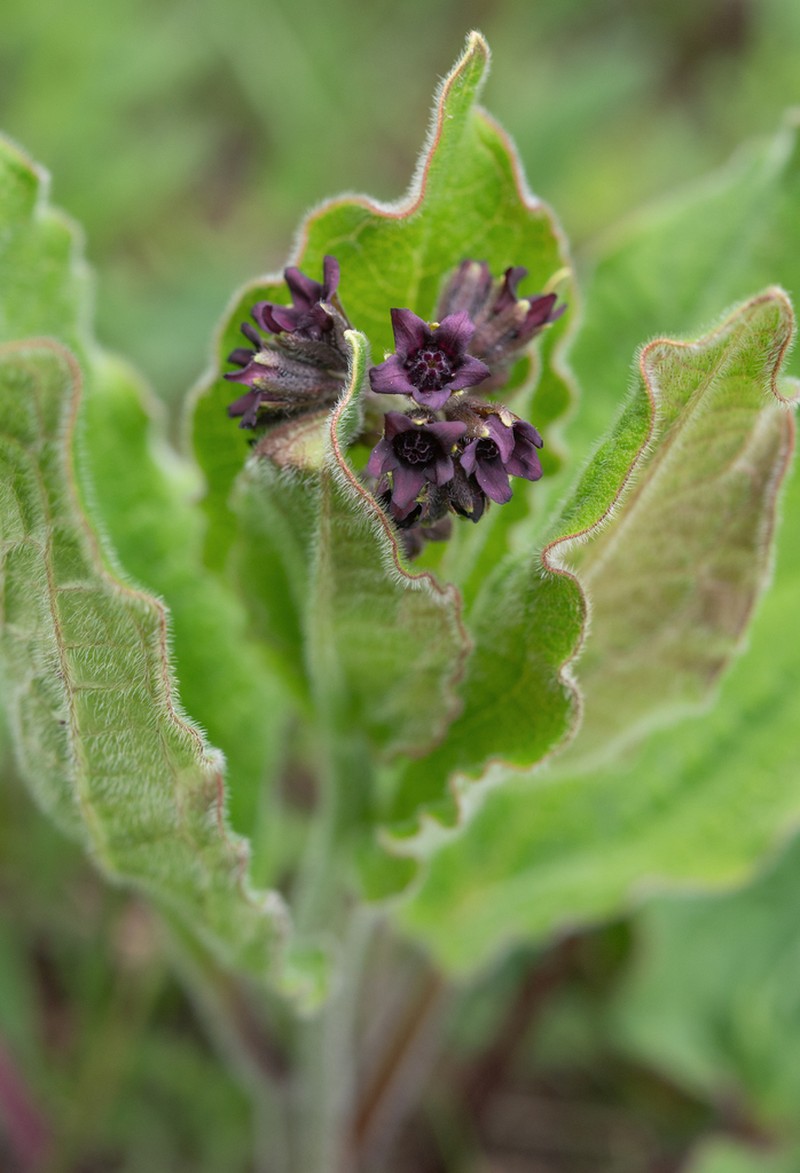 Ailuroglossum triste photo 4