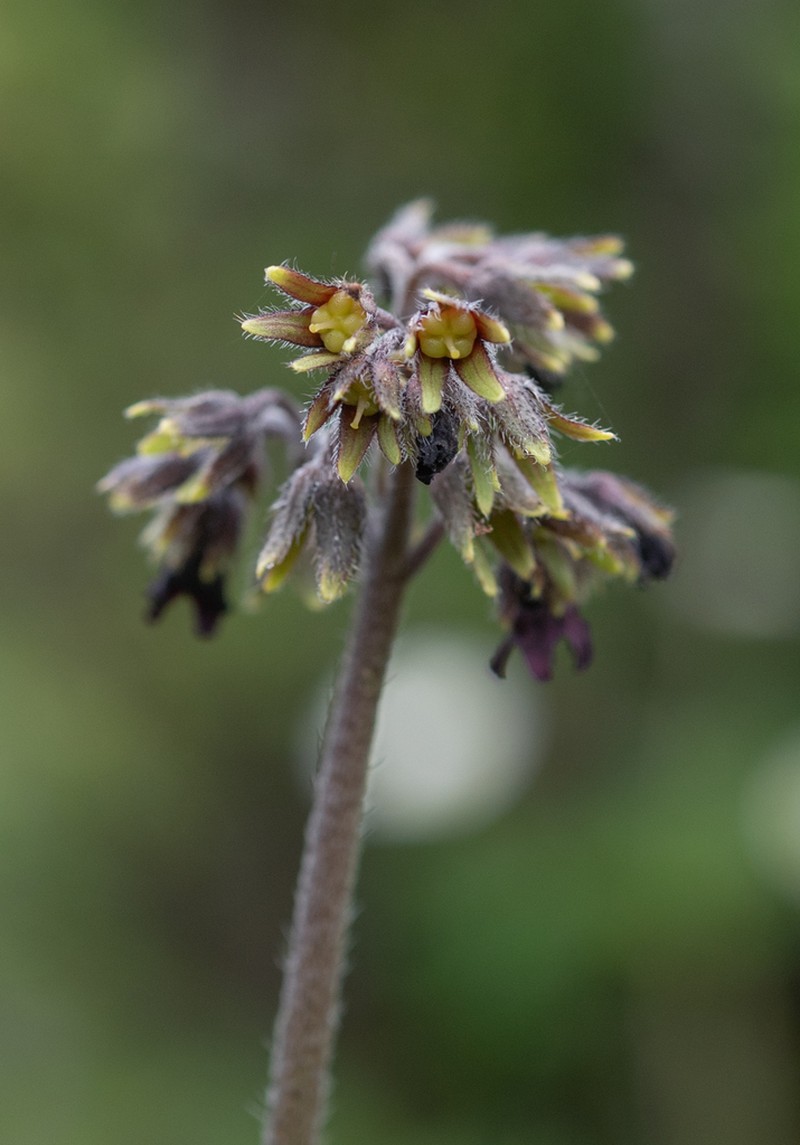 Ailuroglossum triste photo 5
