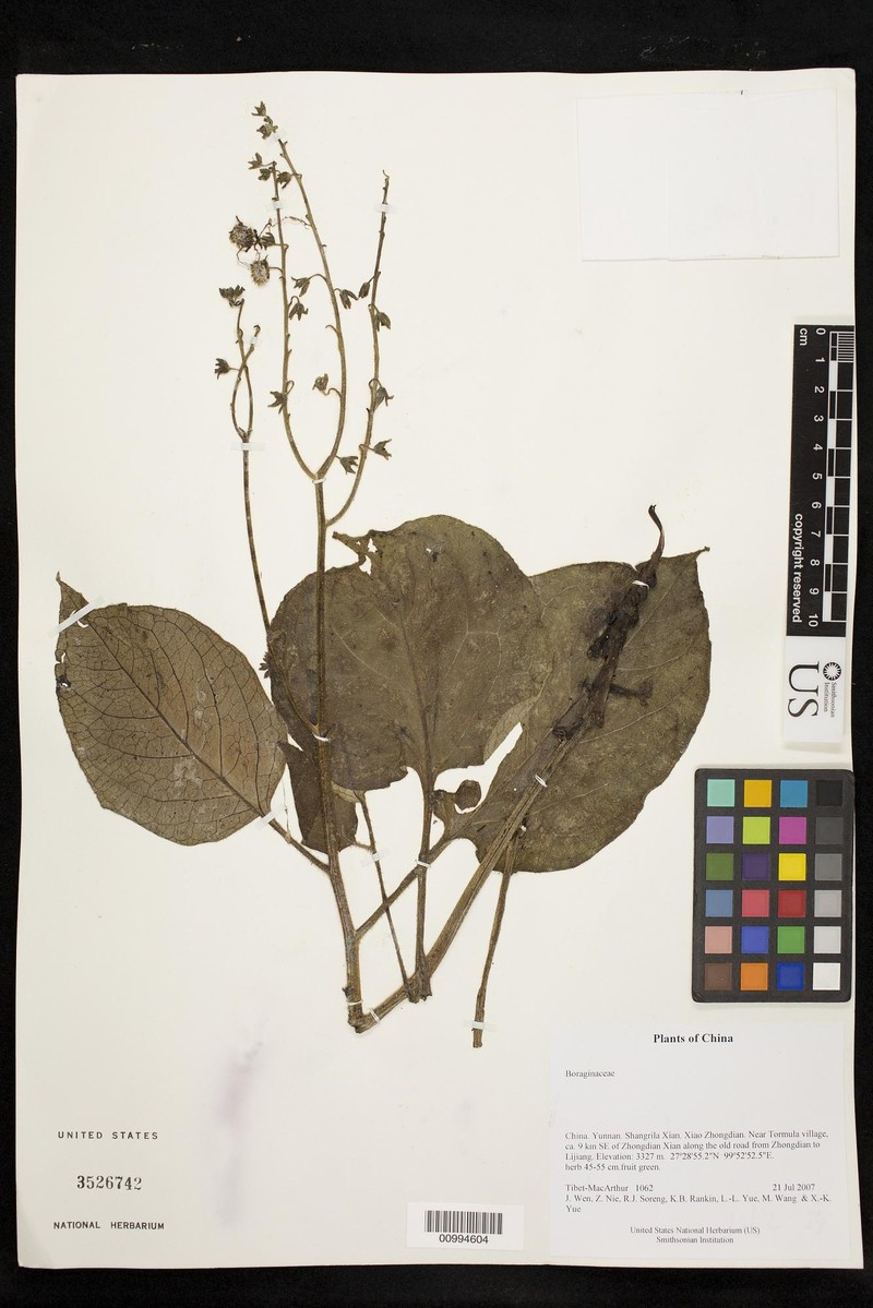 Ailuroglossum triste photo 6