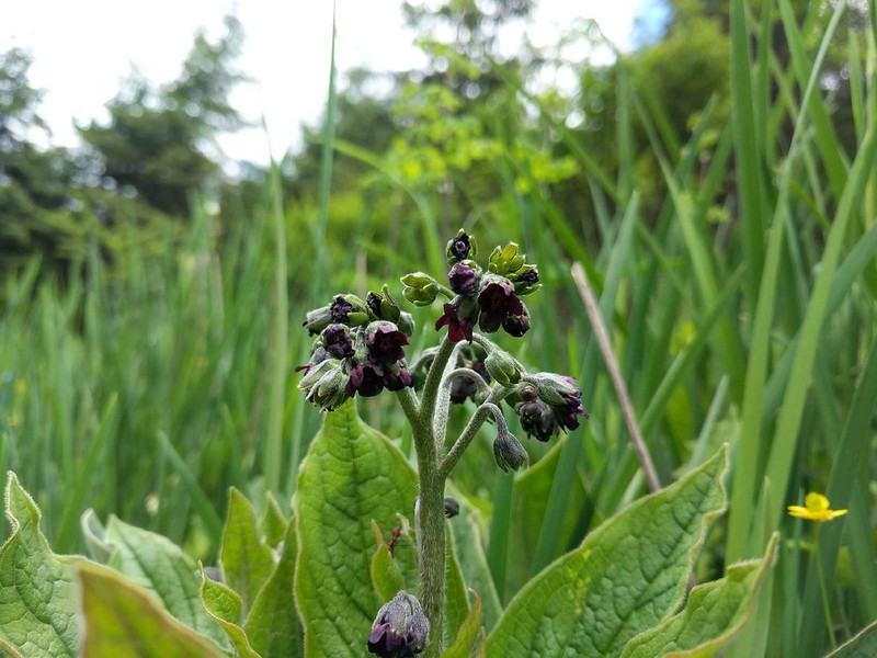 Ailuroglossum triste
