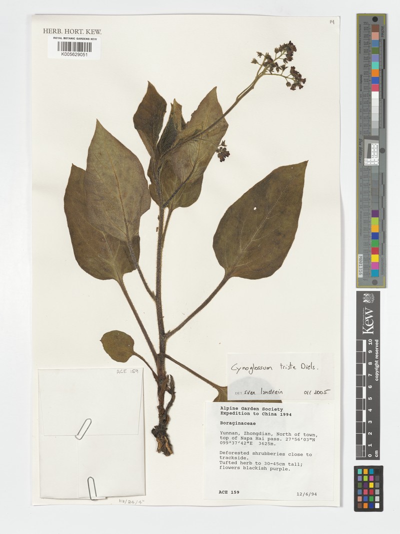 Ailuroglossum triste photo 2