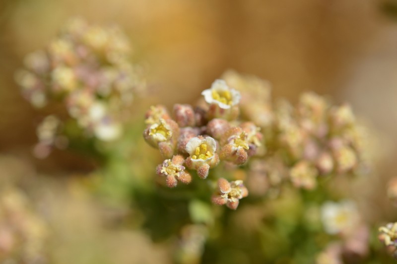Aimara rollinsii