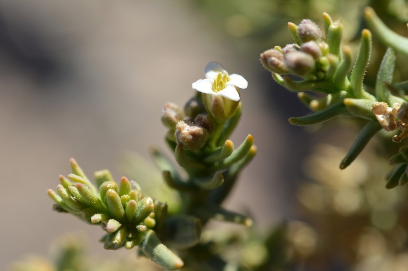 Aimara rollinsii photo 2