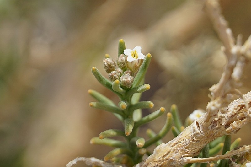 Aimara rollinsii photo 3