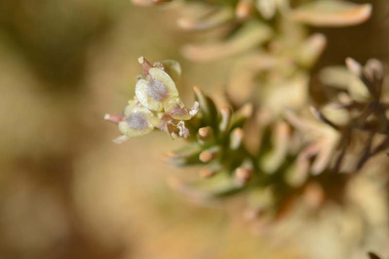 Aimara rollinsii photo 4