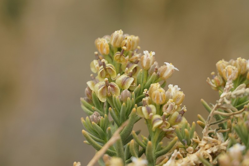 Aimara rollinsii photo 5